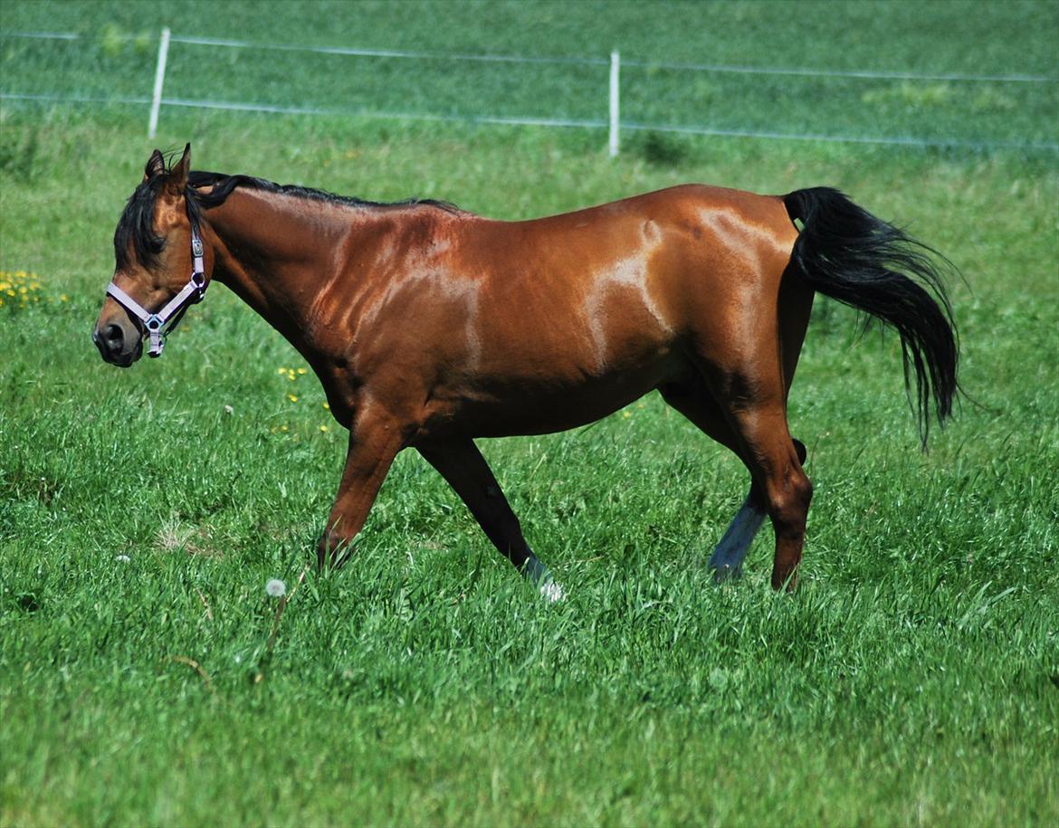 Arabisk fuldblod (OX) imanov ox billede 3