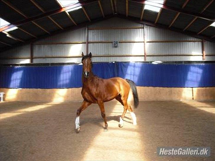 Arabisk fuldblod (OX) imanov ox billede 4