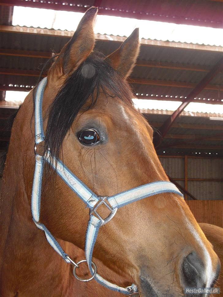 Arabisk fuldblod (OX) imanov ox billede 5