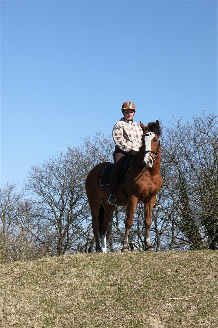 New Forest Firfod Fricazt billede 19