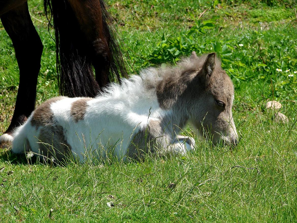 Belgisk Miniature MHS Ultra Denique Showgirl - 23/5-2012 zzzz trætte Showgirl. billede 10