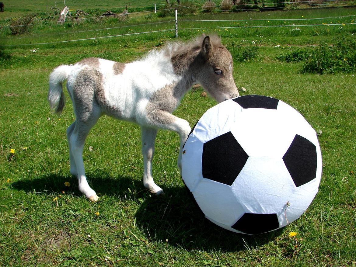 Belgisk Miniature MHS Ultra Denique Showgirl - Nøj en stor bold :-) billede 11