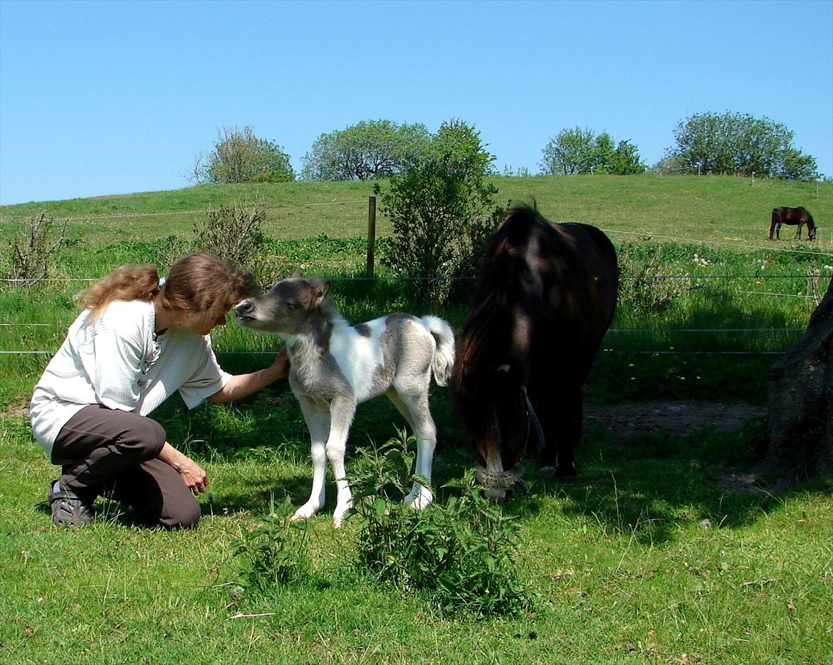 Belgisk Miniature MHS Ultra Denique Showgirl - Myyys til mor :-) billede 12