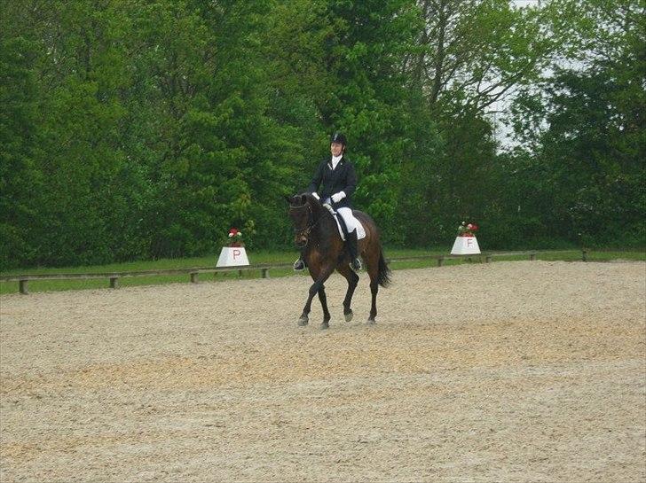 Dansk Varmblod † Elmevangs Maine † - C-stævne i Sdr. Hygum d. 19/5-2012. Her i LA5. billede 19