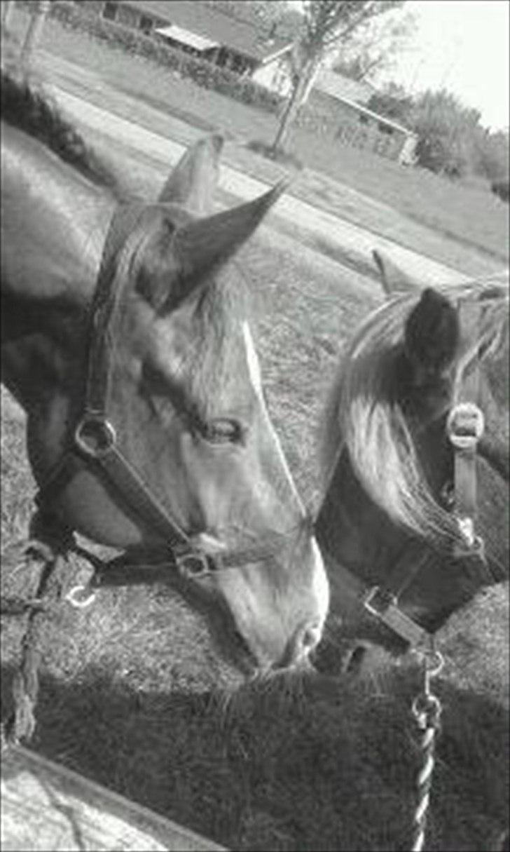 New Forest Højmarkens Moonbeam - ham til højre er min pony, til venstre står min hest billede 18