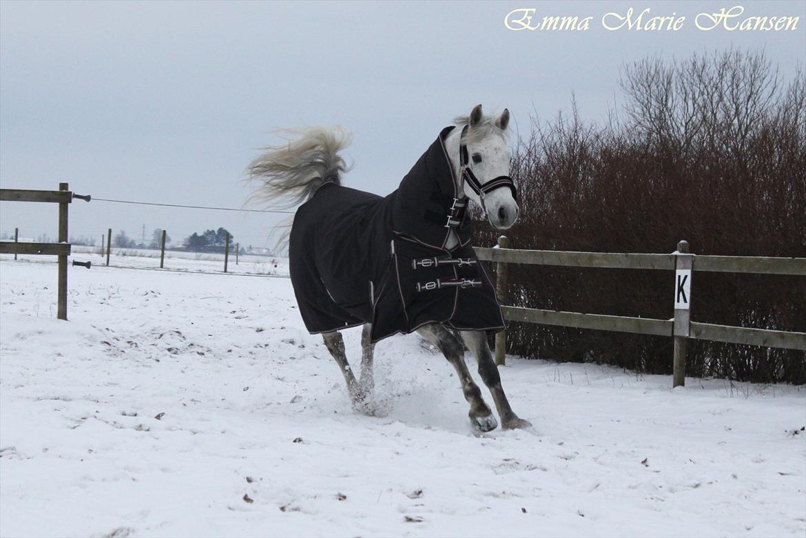 Connemara - Hedegårdens Junker |B-pony| - Junker i sneen (taget af mig) billede 13