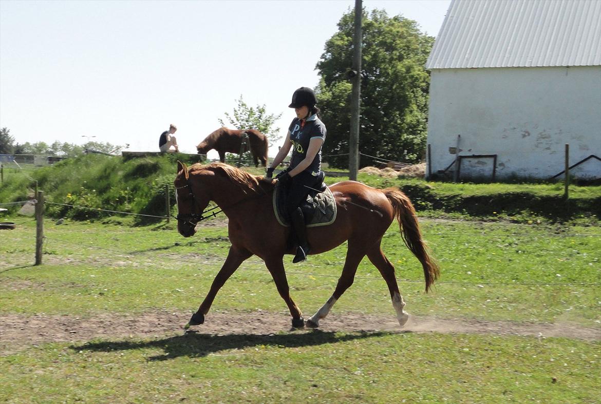 Anden særlig race Mariska *Lady* billede 8