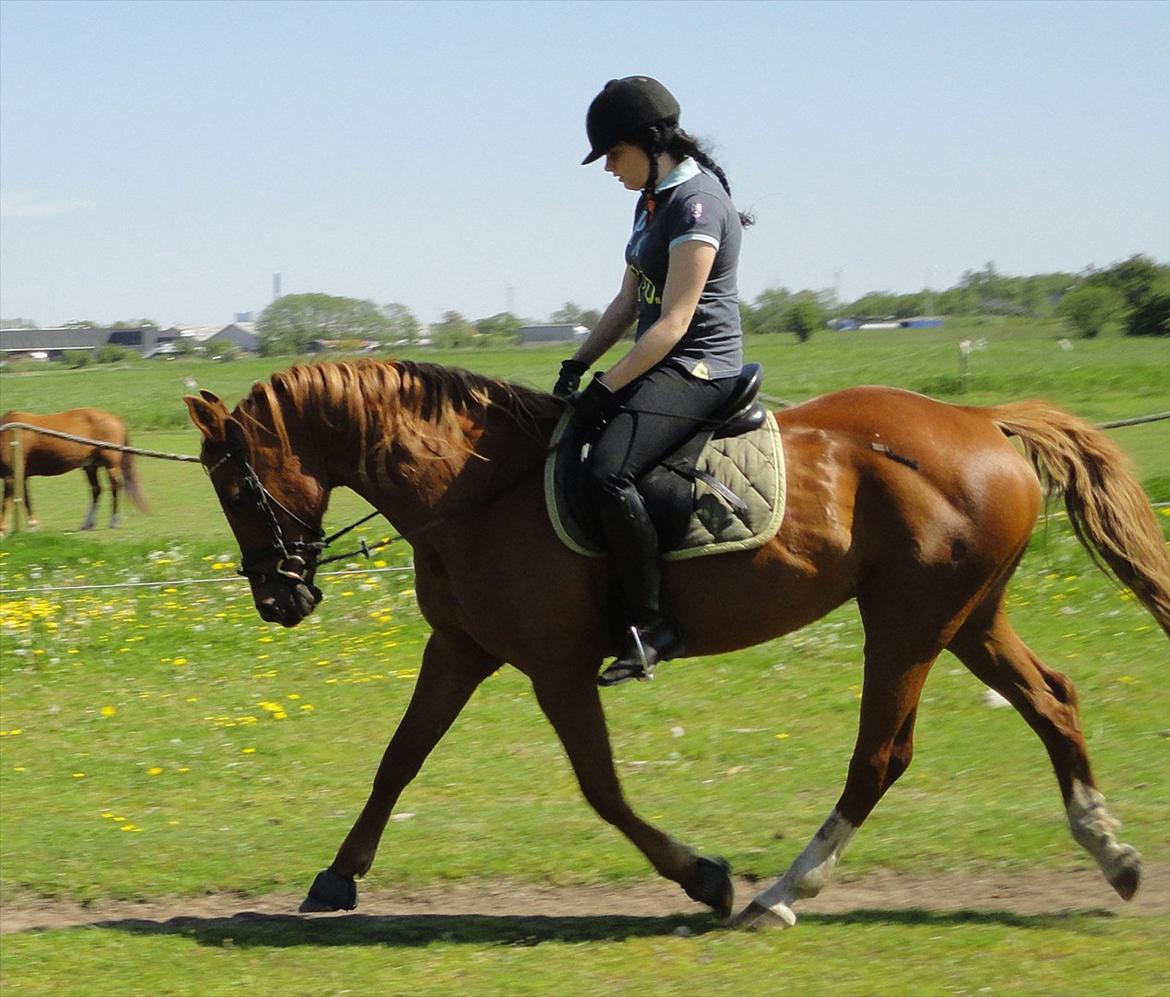 Anden særlig race Mariska *Lady* billede 3