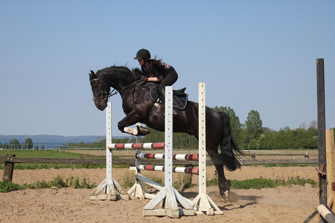 Anden særlig race Prinse'hesten Chopin - Mit eventyr! :* - Without you, i'm nothing. With you i'm something. Together we are everything!!!!  - Springer 110 på Prinsen! Han var fantastisk - foto: Tenna Andersen - tusinden tak!!<3 billede 18