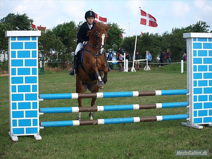 Tysk Sportspony Melonia N<3 billede 15