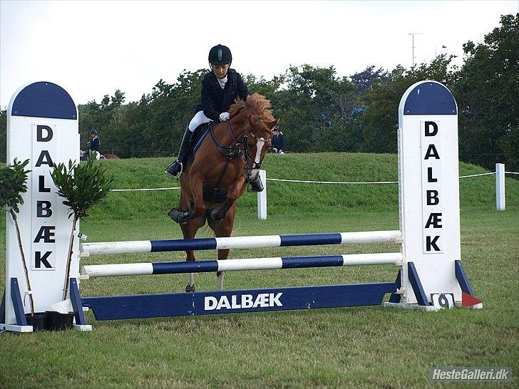 Tysk Sportspony Melonia N<3 billede 16