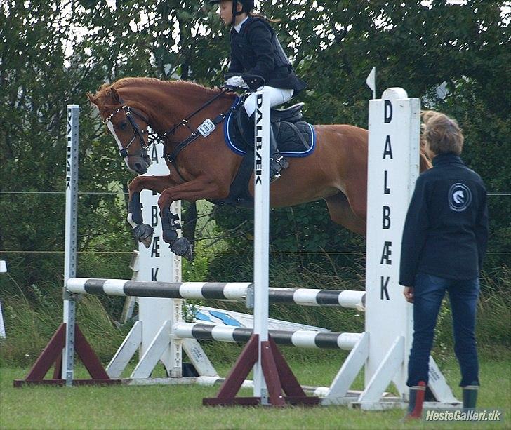 Tysk Sportspony Melonia N<3 billede 18