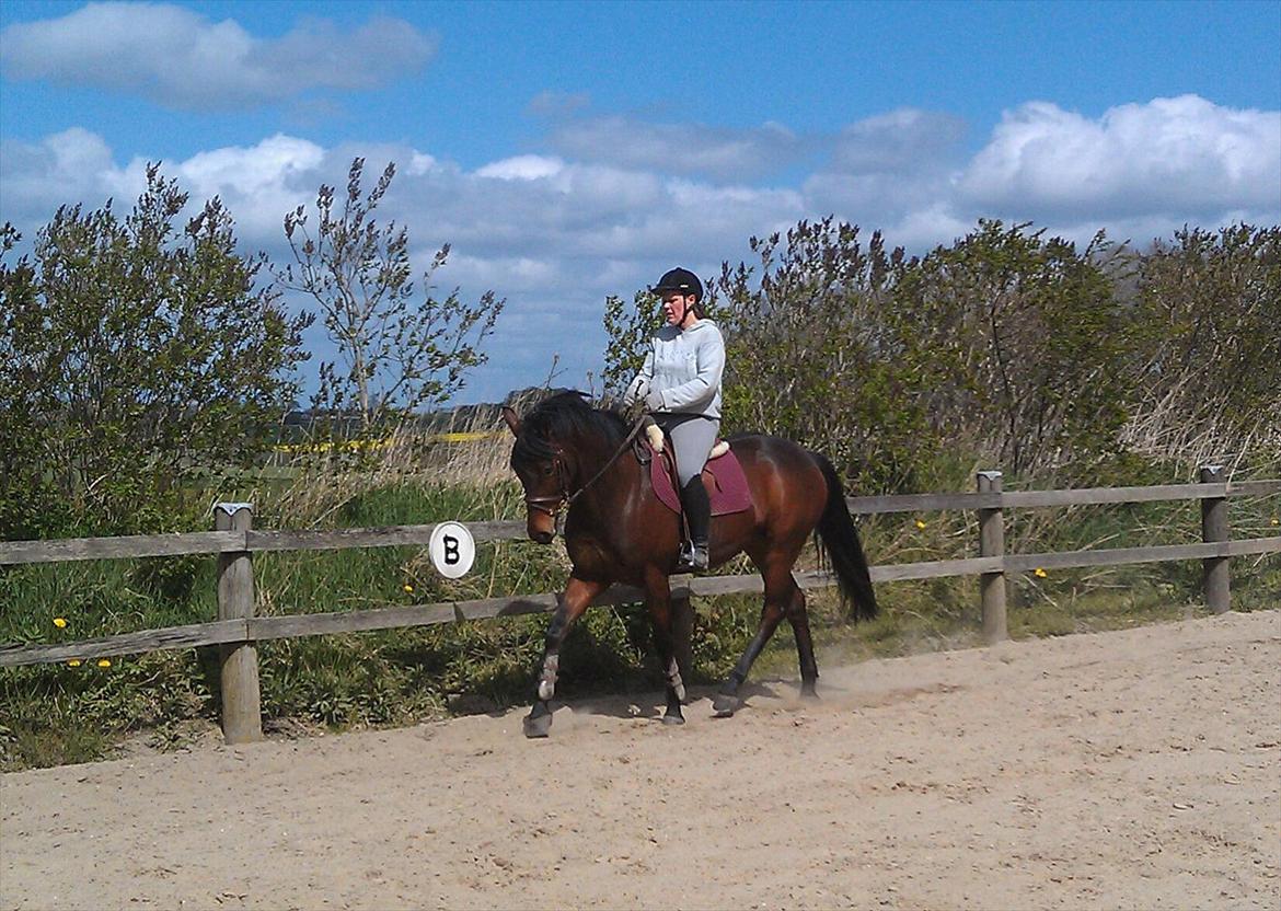 Anden særlig race Santos billede 9