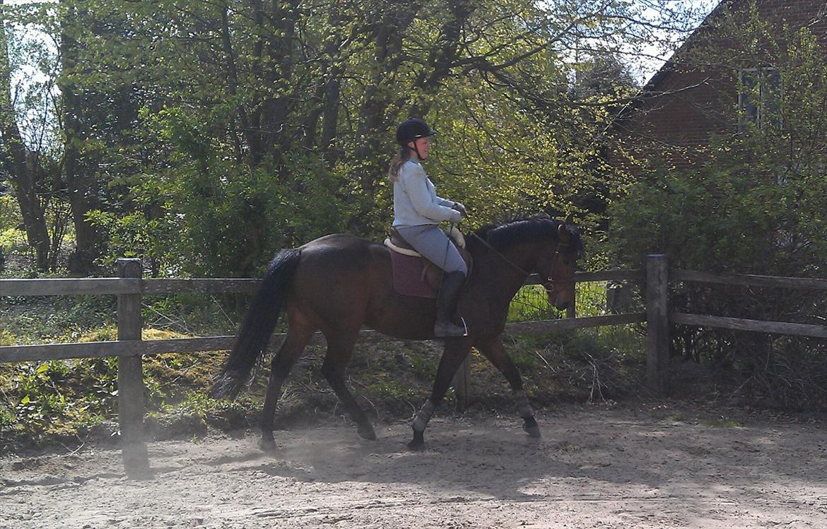 Anden særlig race Santos billede 10