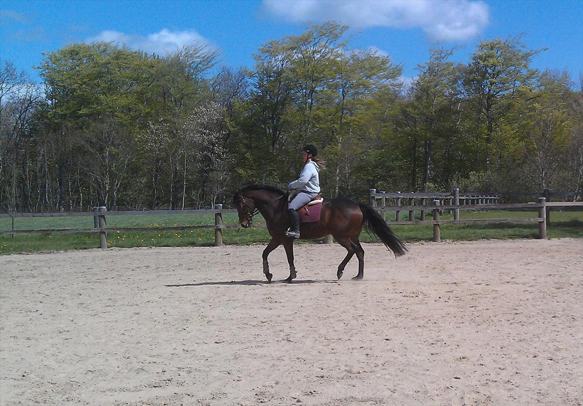 Anden særlig race Santos billede 11