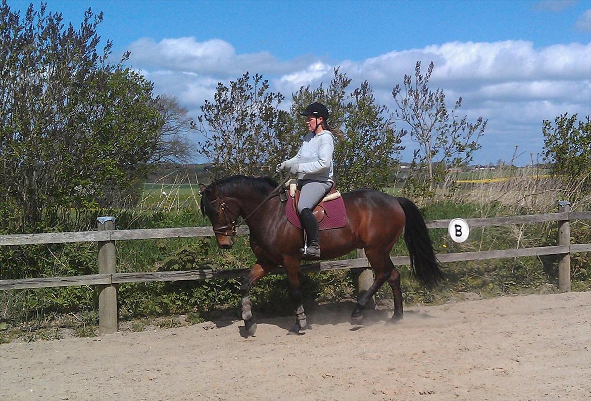 Anden særlig race Santos billede 12