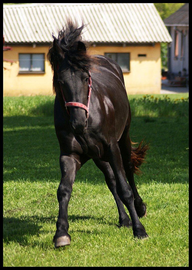 Frieser • Precious Little G • - 20.maj 2o12.
Fotograf: Tina. billede 13