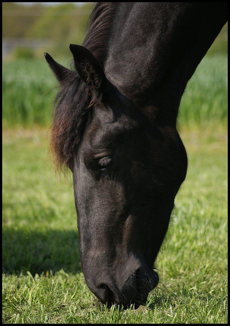 Frieser • Precious Little G • - Hendes yndige hovede ;)
20.maj 2o12
Fotograf Tina. billede 4