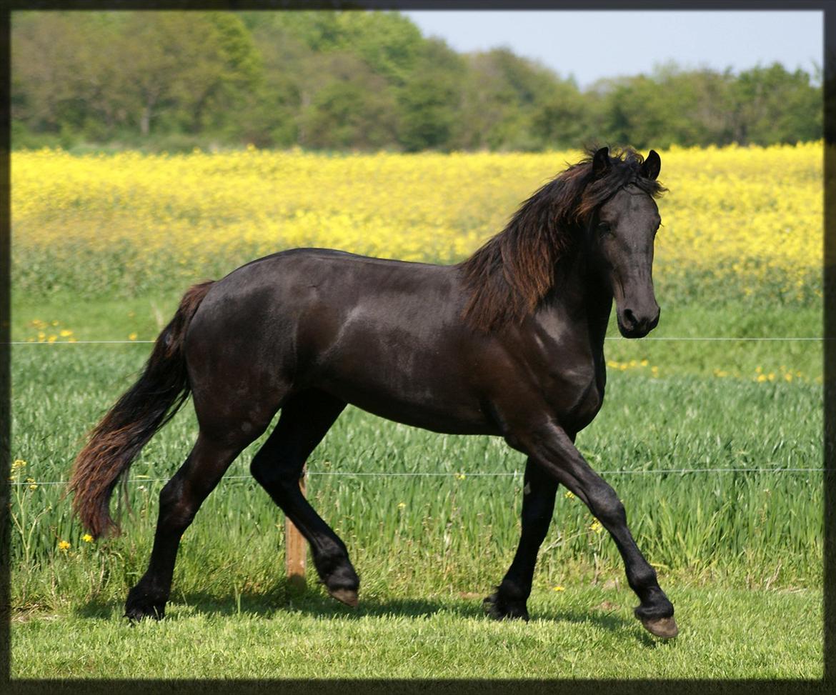 Frieser • Precious Little G • - Little 20. maj 2o12
Fotograf; Tina ;) billede 6