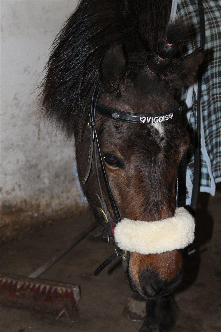 Islænder vigdis fra tågelundgård!:-* - En pony er som barndomen, man vokser fra den. Men en islænder har du for livet :-* foto: Julie med mit kamera billede 10