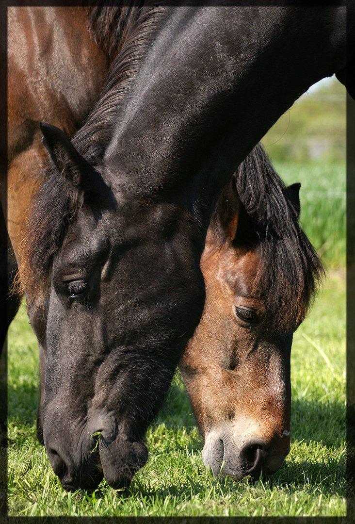 New Forest • Shila • - Mine to prinsesser ;-)20. maj 2o12. 
Fotograf: Tina ;)
  billede 5