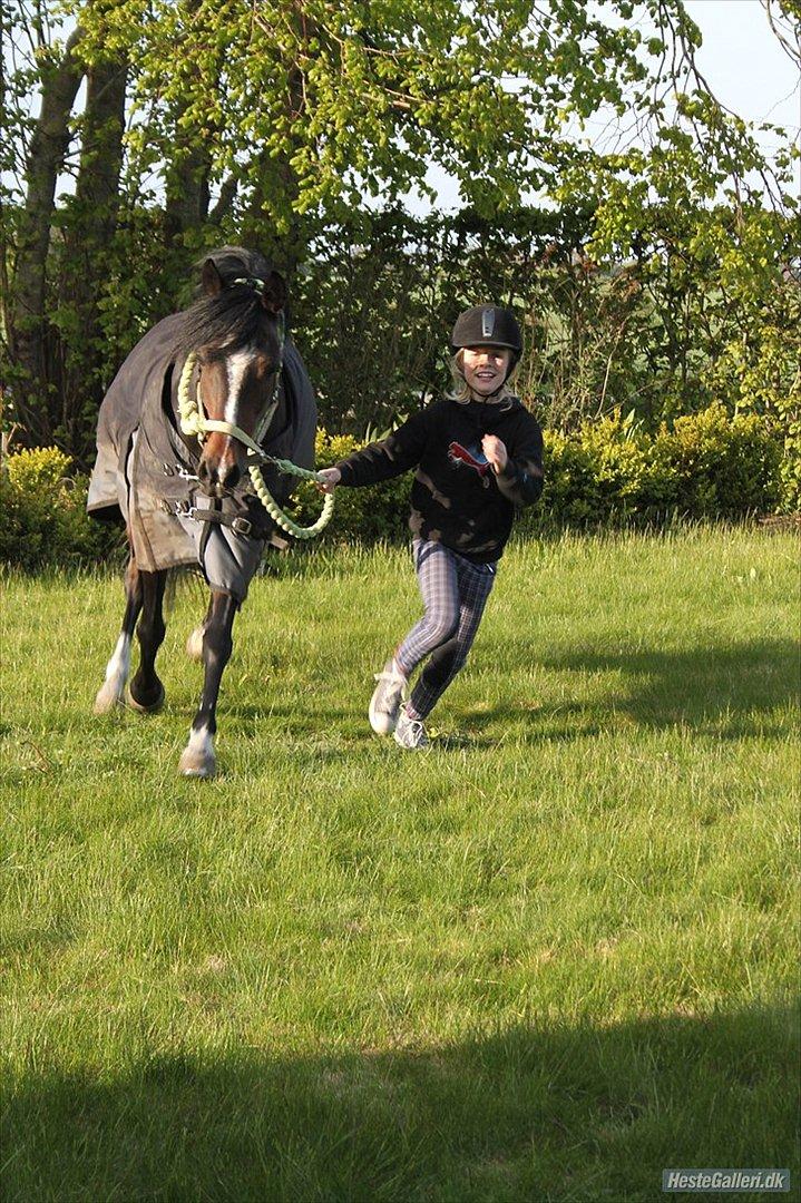 Hollandsk Sportspony Arianne - hader at der står [tidl. hest] når man kommer ind på profilen og det værste af det hele er at det passer <3<3<3 billede 15