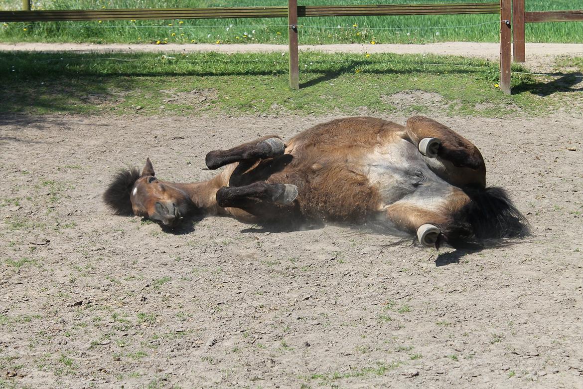 Islænder vigdis fra tågelundgård!:-* - Rulletur efter træning :-D Foto: Mig billede 12