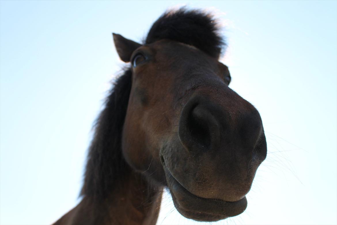 Islænder vigdis fra tågelundgård!:-* - At man smiler, betyder ikke man er glad. Blot at man er stærk nok til at smile, selvom man har det hårdt :-* Foto: Mig billede 13