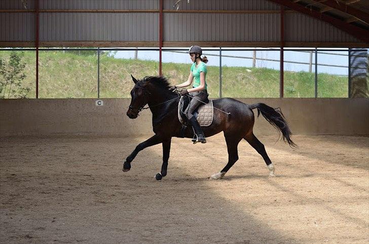 Dansk Varmblod Grønhøjs Montana<3 - På det tidspunkt havde han ikke lige så meget bæring i galoppen:) Foto: Ditte Lauridsen billede 5