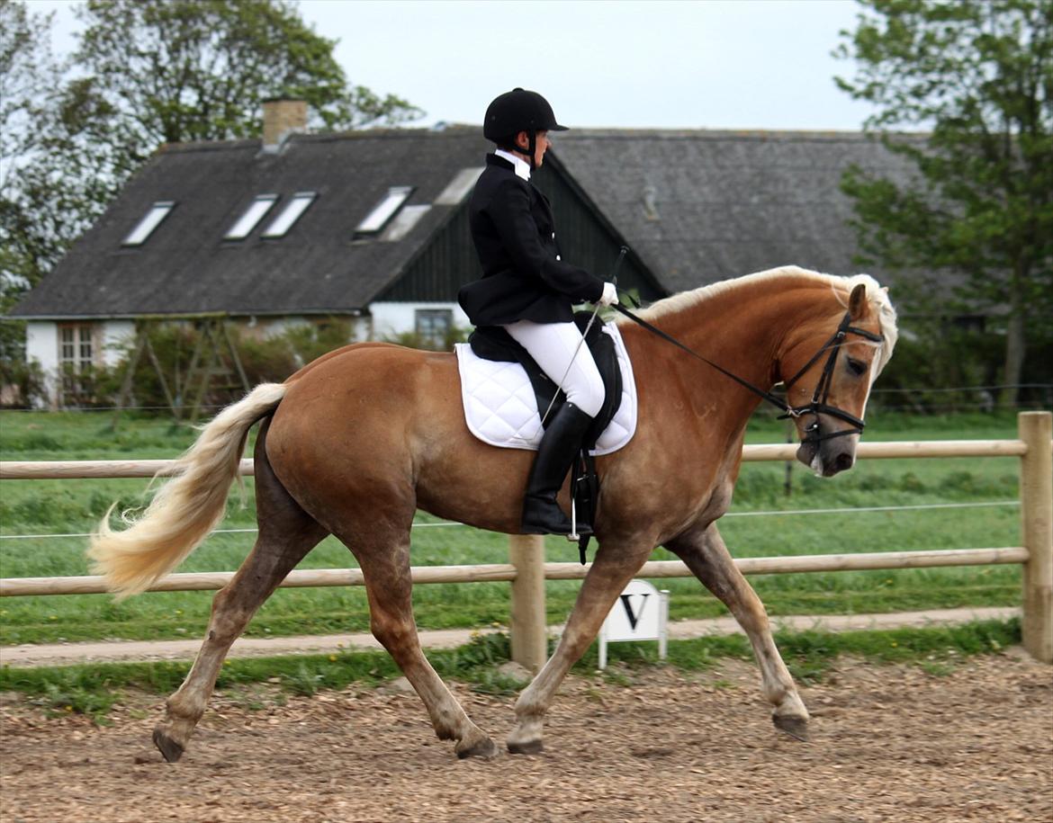 Tyroler Haflinger Hollyday Elghuset billede 20