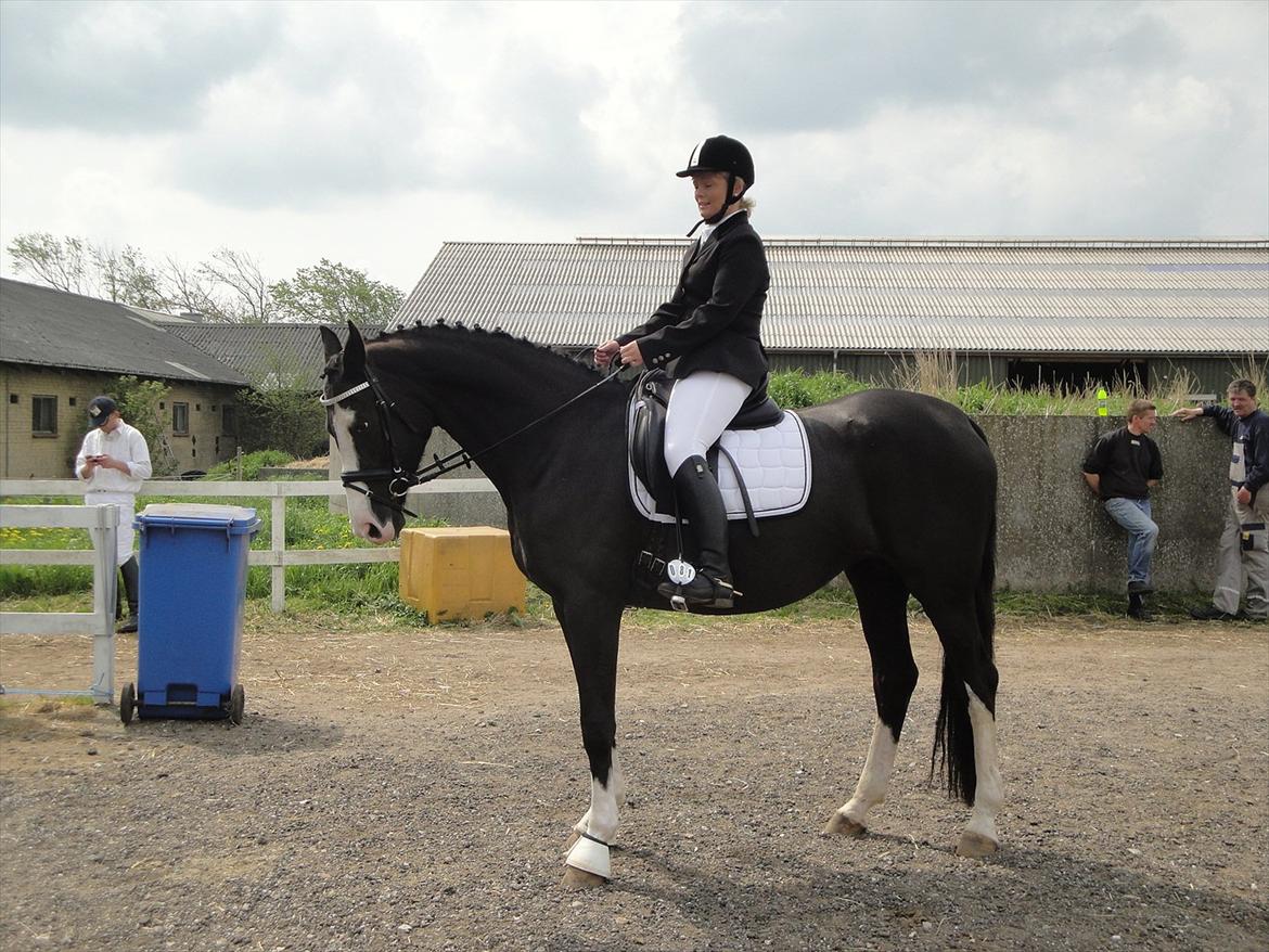 Dansk Varmblod Nelly Møllegård billede 14
