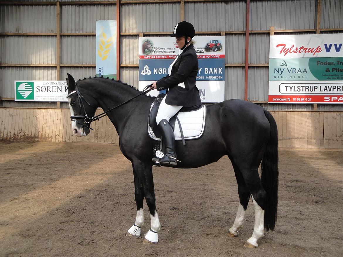 Dansk Varmblod Nelly Møllegård billede 15