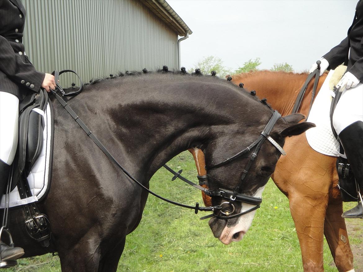 Dansk Varmblod Nelly Møllegård billede 16