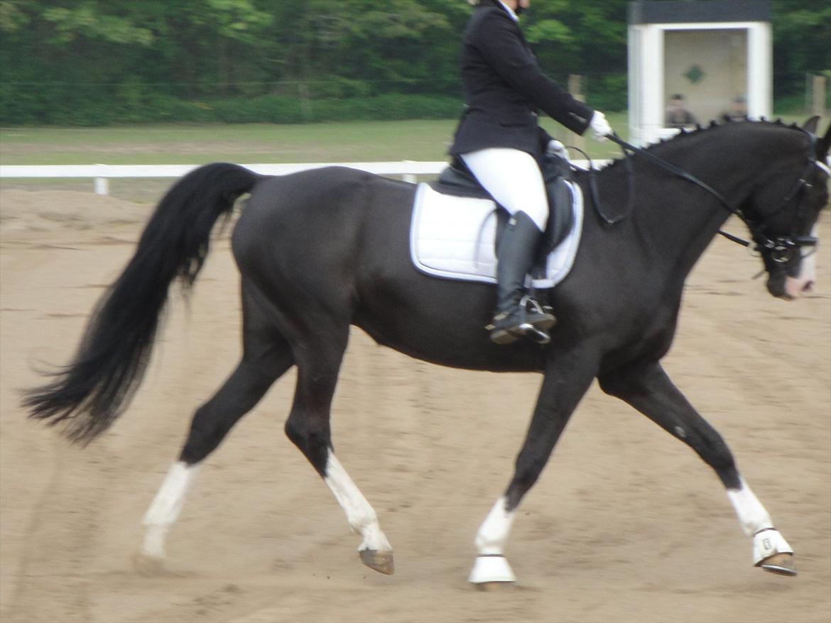 Dansk Varmblod Nelly Møllegård billede 17