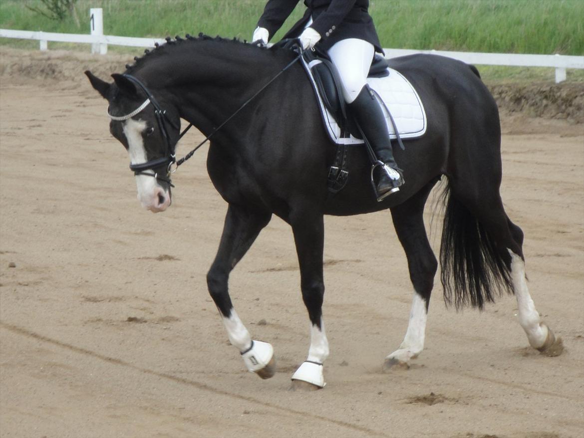 Dansk Varmblod Nelly Møllegård billede 18
