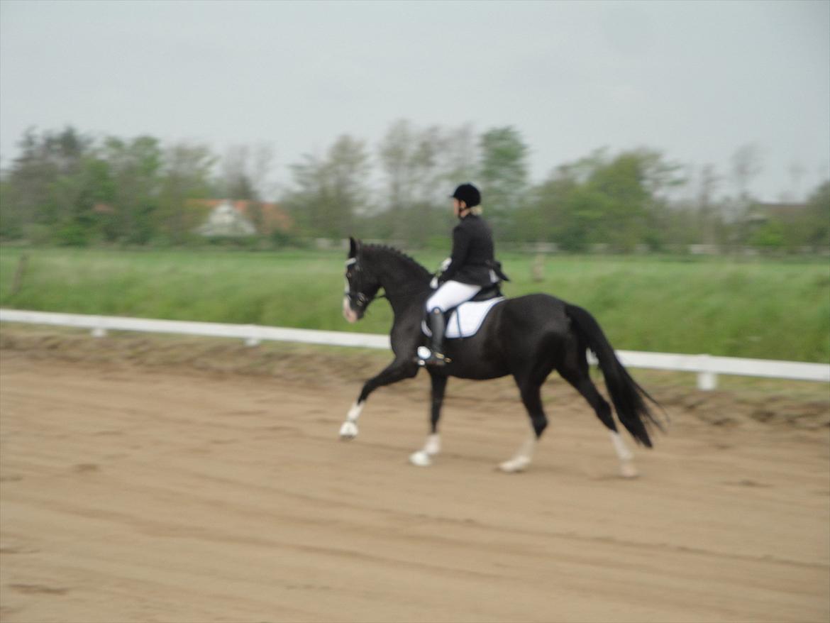 Dansk Varmblod Nelly Møllegård billede 19