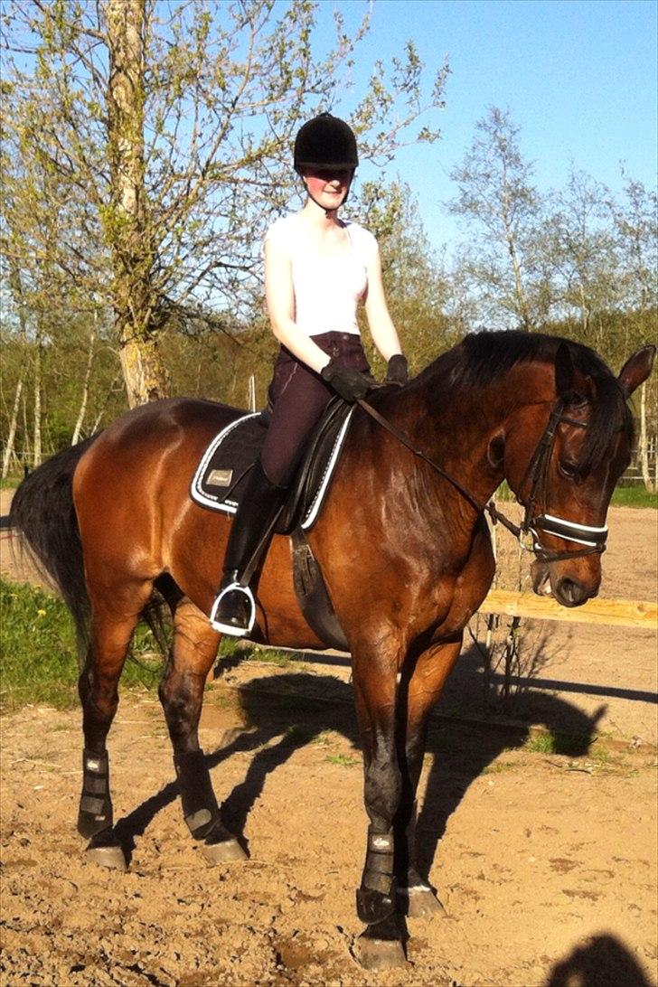 Trakehner Thjalfe - April 2012 <3 billede 2