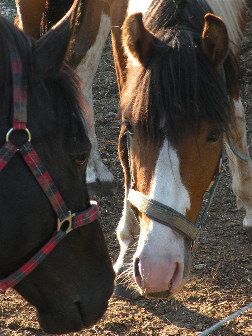 Anden særlig race Felix billede 4