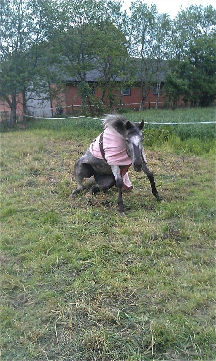 Knabstrupper elmelunds lua lani solgt - op igen billede 7