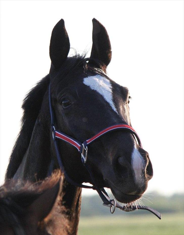 Anden særlig race Filana - Smukke Sorte!<3 Foto: NB billede 12