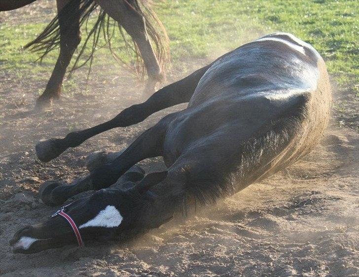 Anden særlig race Filana - Sorte ruller efter en hård springtime! Foto: NB billede 22