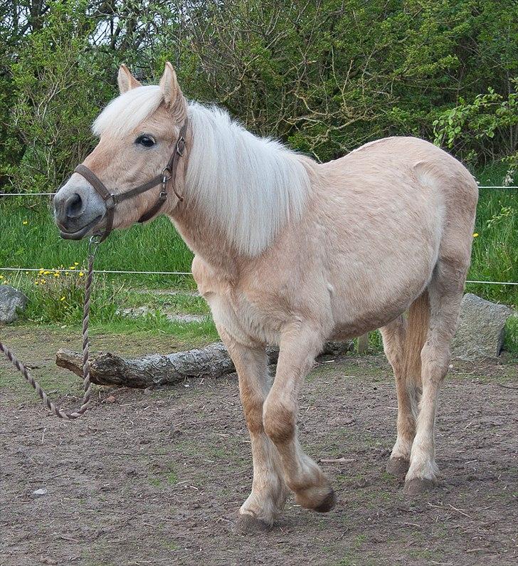 Anden særlig race ~ Lille Anton ~   - Anton gi'r pote.. :-D billede 2
