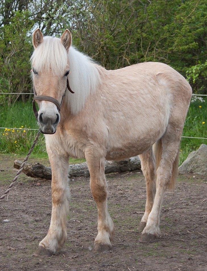 Anden særlig race ~ Lille Anton ~   - Veeeeelkommen til plys-bjørnen's profil... xD billede 1