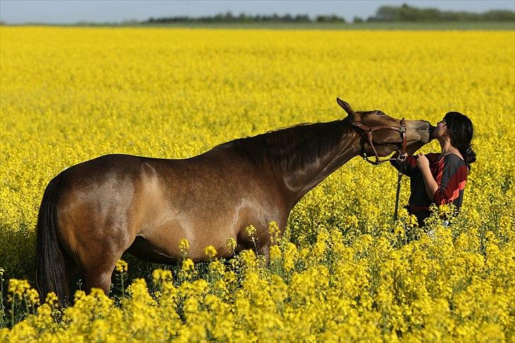 Quarter Woodys Miss Montoya - 23. maj 2012 ... "Sweet kisses" ... Fotograf: Elisa Porsmose billede 19