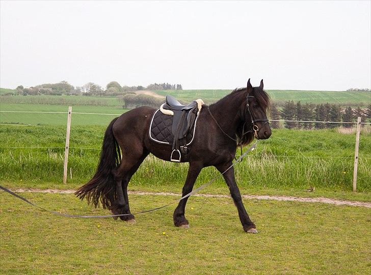 Frieser Eeke Van De Stoerstrang - Tøsen i longen.. :-) billede 12