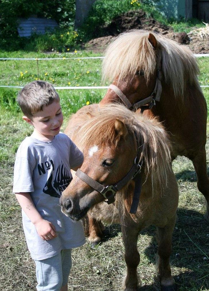 Anden særlig race Putte "delepony" - Putte og min søn Christian, og Frederik i baggrunden. billede 9