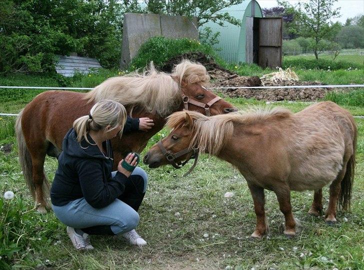 Anden særlig race Putte "delepony" - Putte og jeg. billede 11