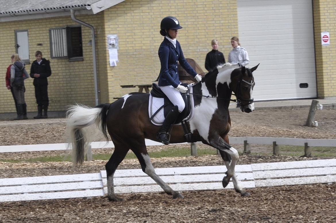 Pinto Indie (PONY) - Morsø 2012 <3 billede 19