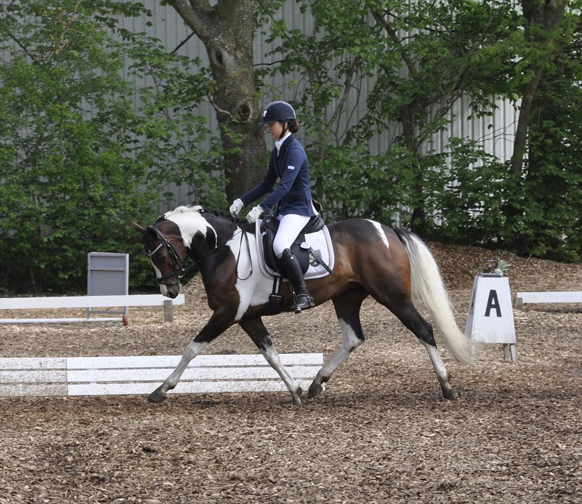 Pinto Indie (PONY) billede 9