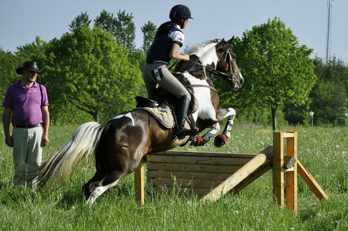 Pinto Indie (PONY) billede 10